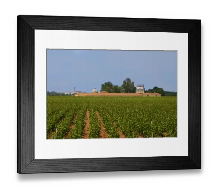 Framed Print : Vineyard of Chateau Latour with the winery Latour Tower on the left and the chateau