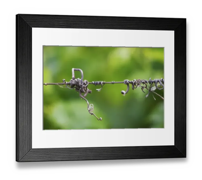 Framed Print : A detail in the vineyards of Chateau Gazin, A metal wire with old dried vine tendrils that twine