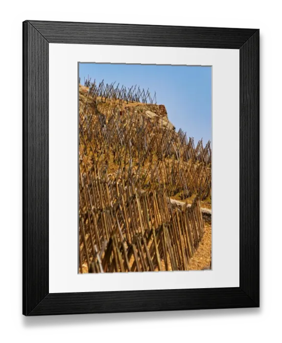 Framed Print : Vines traned in echalat, winter pruned. Terraced vineyards in the Cote Rotie district Framed Print : Vines traned in echalat, winter pruned. Terraced vineyards in the Cote Rotie district
