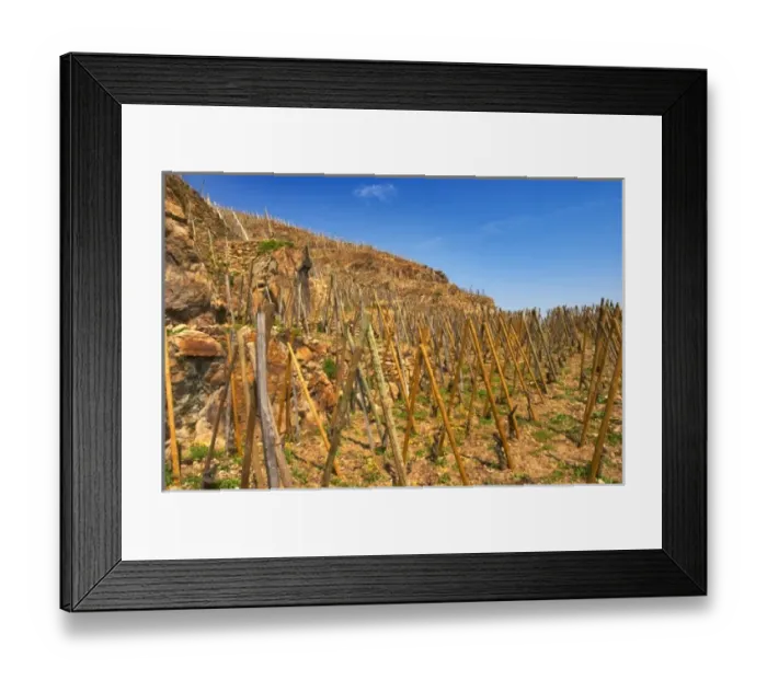 Framed Print : Syrah vines winter pruned trained in en echalat, terraced vineyards in the Cote Rotie