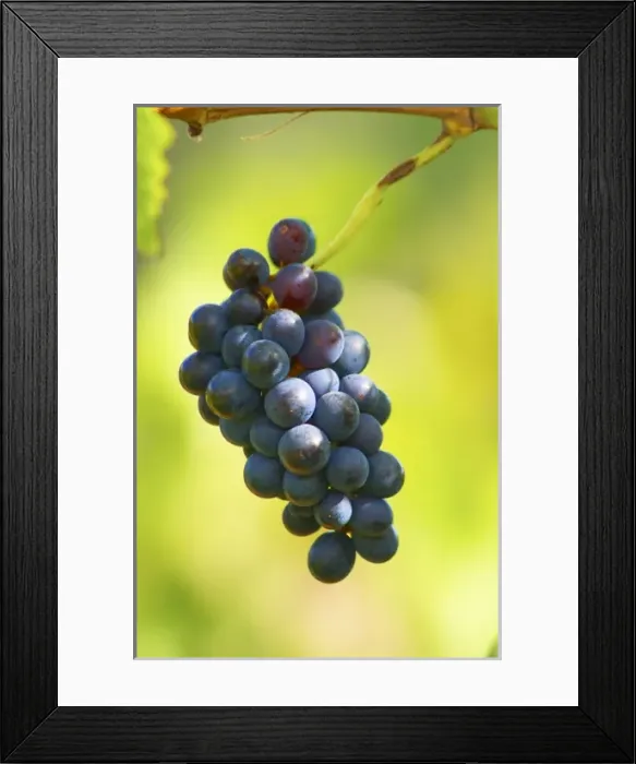 Framed Print : A small bunch of mourvedre grapes left over after the harvest. Chateau Mourgues du Gres Gres Framed Print : A small bunch of mourvedre grapes left over after the harvest. Chateau Mourgues du Gres Gres