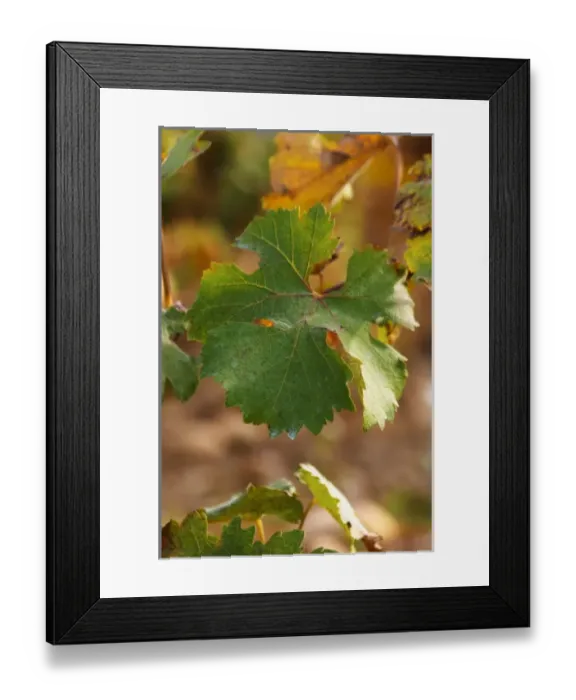 Framed Print : A counoise leaf. Chateau de Beaucastel, Domaines Perrin, Courthezon Courthezon Vaucluse Framed Print : A counoise leaf. Chateau de Beaucastel, Domaines Perrin, Courthezon Courthezon Vaucluse
