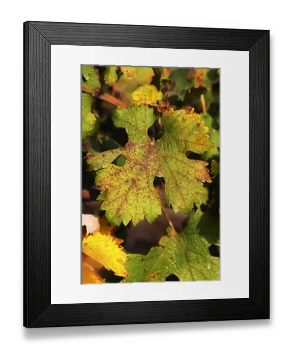 Framed Print : Europe, France