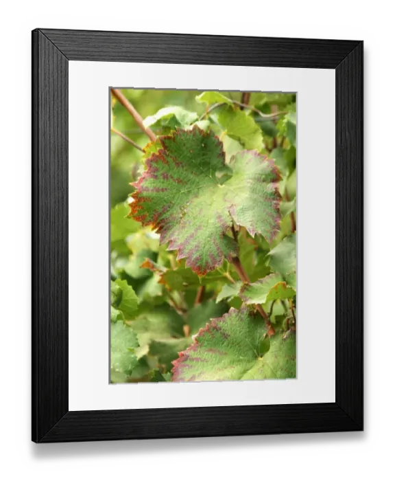 Framed Print : Europe, France Framed Print : Europe, France