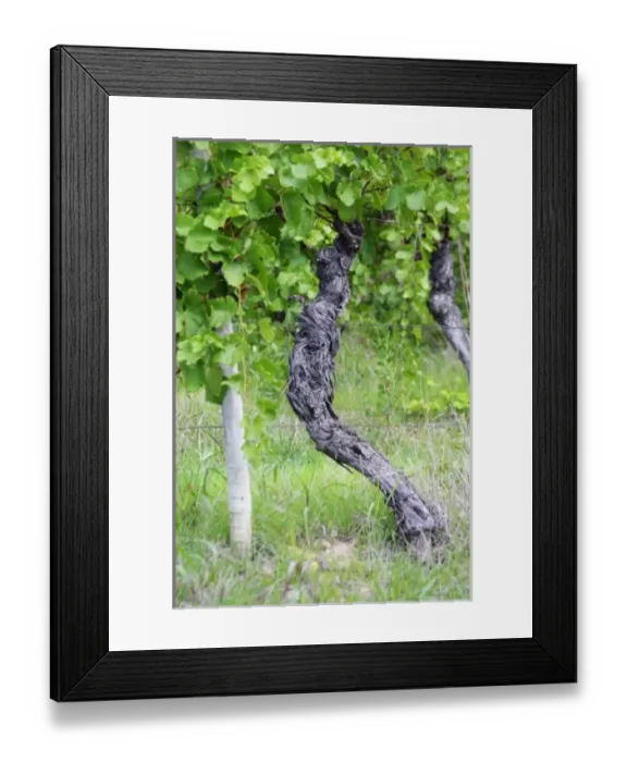 Framed Print : Europe, France Framed Print : Europe, France