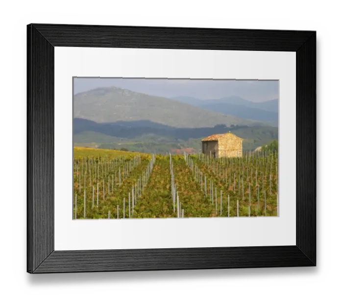 Framed Print : St Chinian. Languedoc. France. Europe. Vineyard with mountains in the background Framed Print : St Chinian. Languedoc. France. Europe. Vineyard with mountains in the background