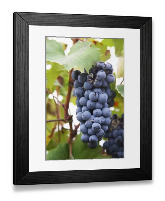 Framed Print : Domaine Haut-Lirou in St Jean de Cuculles. Pic St Loup. Languedoc. Bunch of Grapes Framed Print : Domaine Haut-Lirou in St Jean de Cuculles. Pic St Loup. Languedoc. Bunch of Grapes