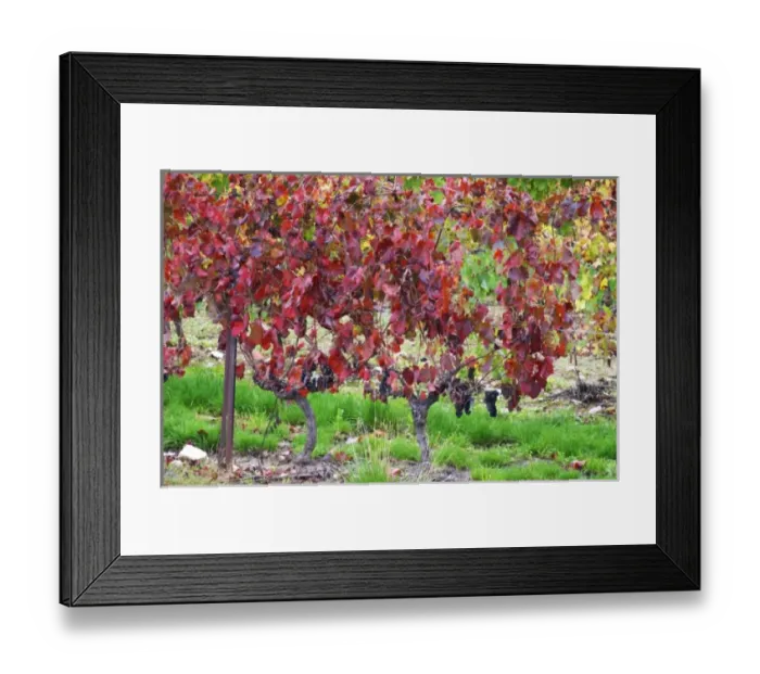 Framed Print : Domaine Haut-Lirou in St Jean de Cuculles. Pic St Loup. Languedoc. France. Europe