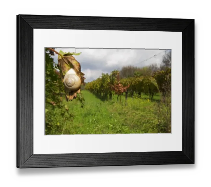 Framed Print : Domaine Borie la Vitarele Causses et Veyran St Chinian. Languedoc. A snail hanging on a vine leaf Framed Print : Domaine Borie la Vitarele Causses et Veyran St Chinian. Languedoc. A snail hanging on a vine leaf