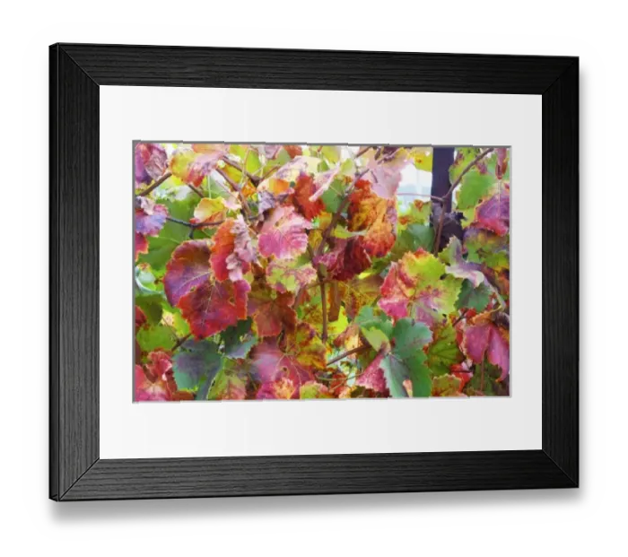 Framed Print : Domaine Haut-Lirou in St Jean de Cuculles. Pic St Loup. Languedoc. Vine leaves. France Framed Print : Domaine Haut-Lirou in St Jean de Cuculles. Pic St Loup. Languedoc. Vine leaves. France