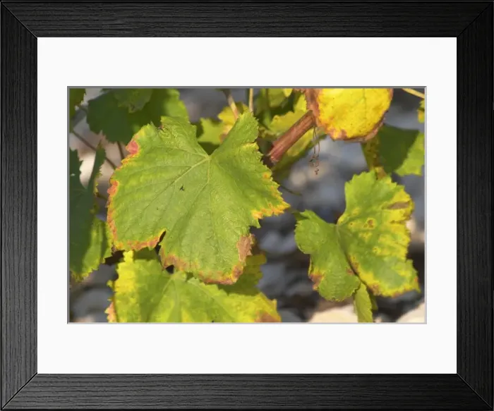 Framed Print : Europe, France Framed Print : Europe, France