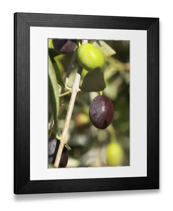 Framed Print : Europe, France Framed Print : Europe, France