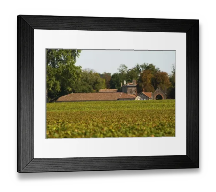 Framed Print : Chateau Bastor Lamontagne hidden by the vines and vineyard - Chateau Haut Bergeron Framed Print : Chateau Bastor Lamontagne hidden by the vines and vineyard - Chateau Haut Bergeron