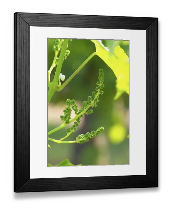 Framed Print : Europe, France