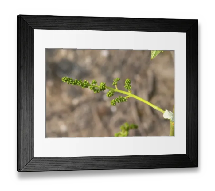 Framed Print : Europe, France Framed Print : Europe, France