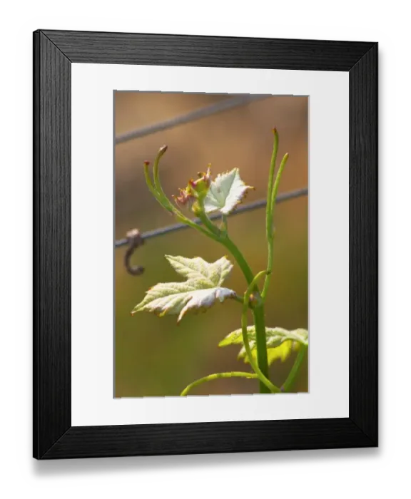 Framed Print : Very young small leaves in spring on the tip of a Merlot vine Chateau Paloumey Haut-Medoc Framed Print : Very young small leaves in spring on the tip of a Merlot vine Chateau Paloumey Haut-Medoc