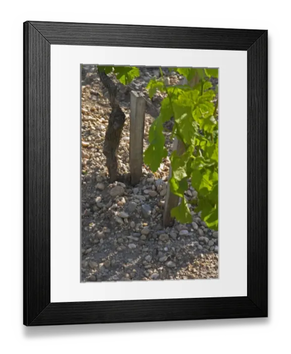 Framed Print : Detail of the sandy and Gravelly soil at Chateau Cos d Estournel Saint Estephe Medoc Bordeaux Gironde Aquitaine