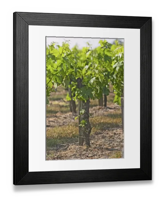 Framed Print : Europe, France