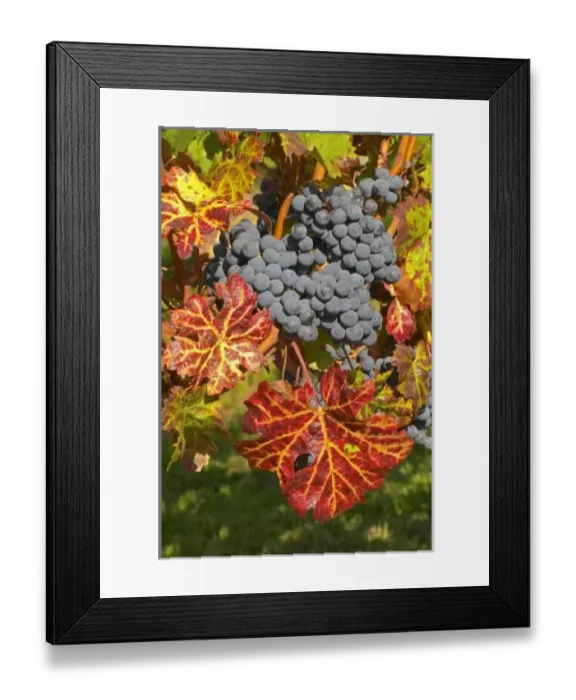 Framed Print : Petit Verdot grape bunches and vines - colourful leaves - Chateau Pey la Tour, previously Framed Print : Petit Verdot grape bunches and vines - colourful leaves - Chateau Pey la Tour, previously