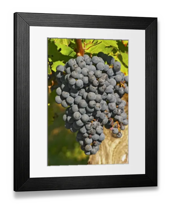 Framed Print : Europe, France