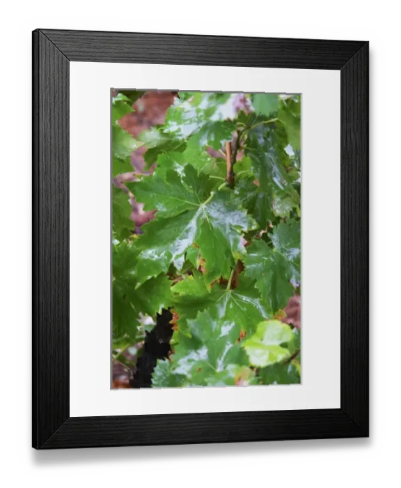 Framed Print : Wine leaves in the vineyard wet udner the rain. Domaine la Tourade, Andre Andre Richard Framed Print : Wine leaves in the vineyard wet udner the rain. Domaine la Tourade, Andre Andre Richard