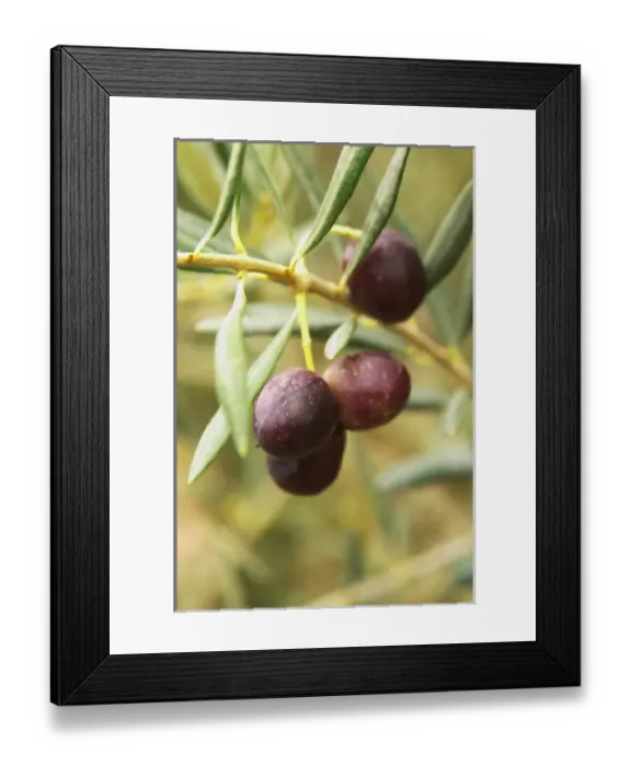 Framed Print : Europe, France Framed Print : Europe, France
