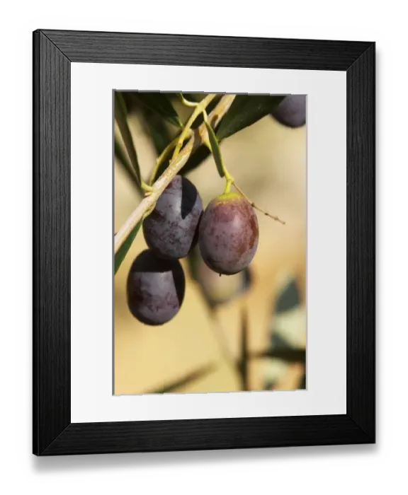 Framed Print : Europe, France Framed Print : Europe, France