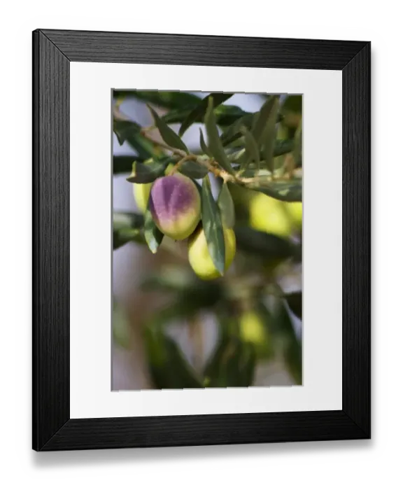 Framed Print : Europe, France