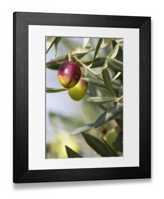 Framed Print : Europe, France