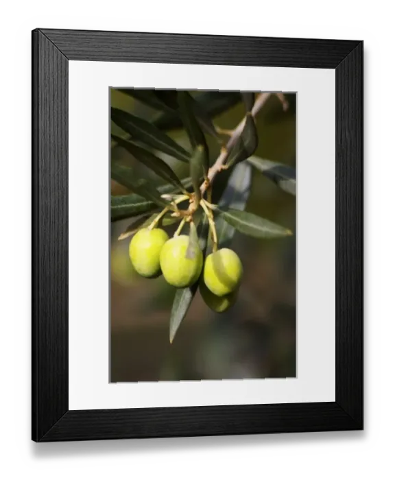 Framed Print : Europe, France Framed Print : Europe, France