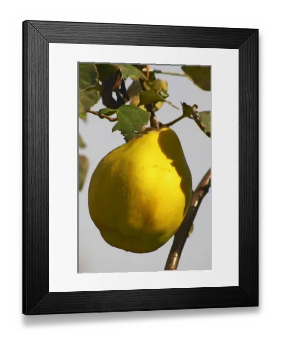 Framed Print : Europe, France