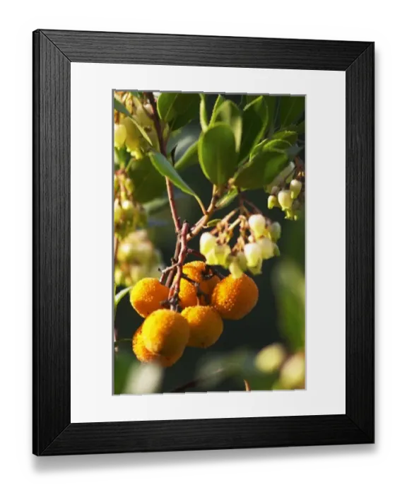 Framed Print : Europe, France Framed Print : Europe, France