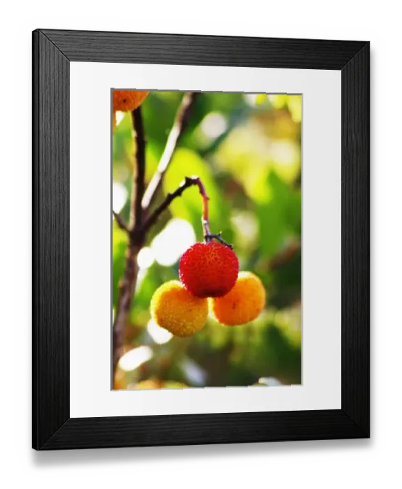 Framed Print : Europe, France Framed Print : Europe, France