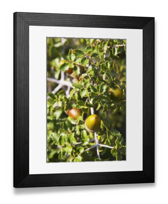 Framed Print : Europe, France Framed Print : Europe, France