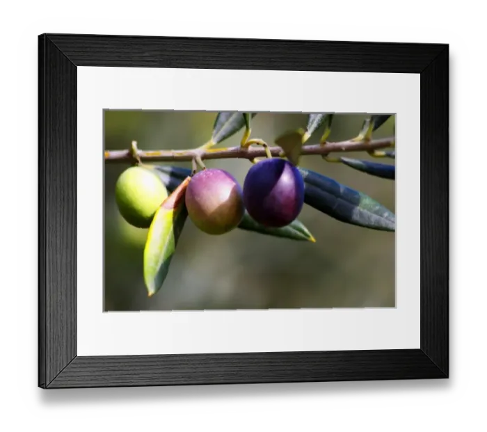 Framed Print : Europe, France Framed Print : Europe, France