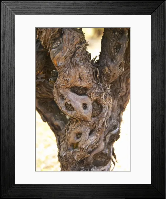 Framed Print : Domaine d Aupilhac. Montpeyroux. Languedoc. Vines trained in Gobelet pruning Framed Print : Domaine d Aupilhac. Montpeyroux. Languedoc. Vines trained in Gobelet pruning