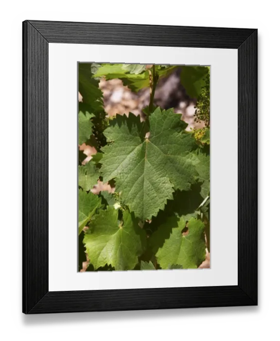 Framed Print : Europe, France Framed Print : Europe, France