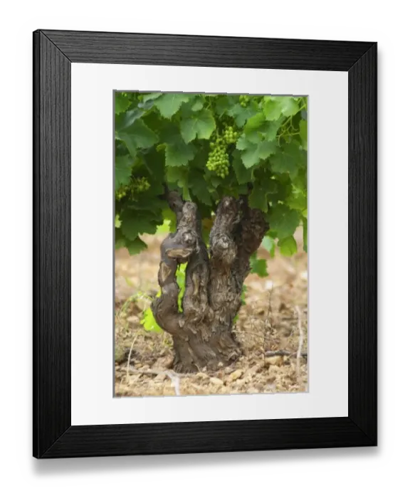 Framed Print : Europe, France Framed Print : Europe, France