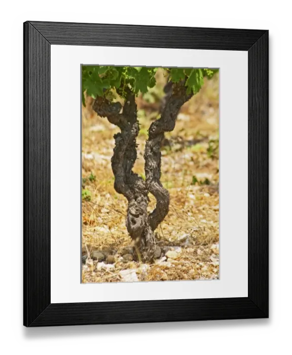 Framed Print : Europe, France Framed Print : Europe, France