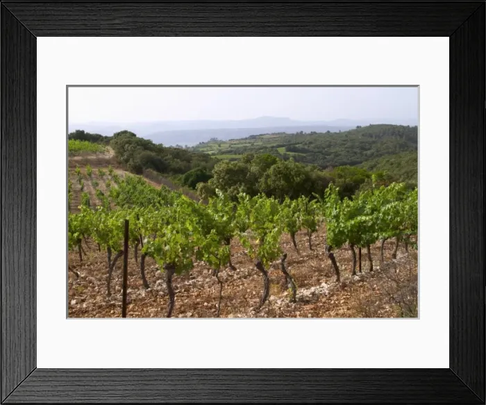 Framed Print : View over the plain from the top of the vineyard hill. Domaine du Mas de Daumas Gassac