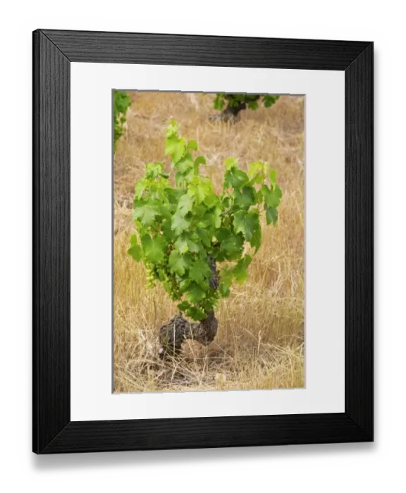 Framed Print : Europe, France