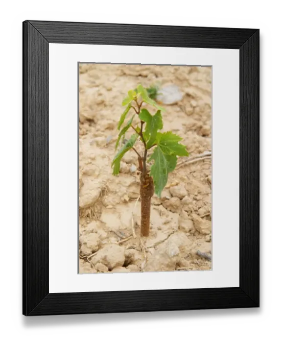 Framed Print : Europe, France Framed Print : Europe, France