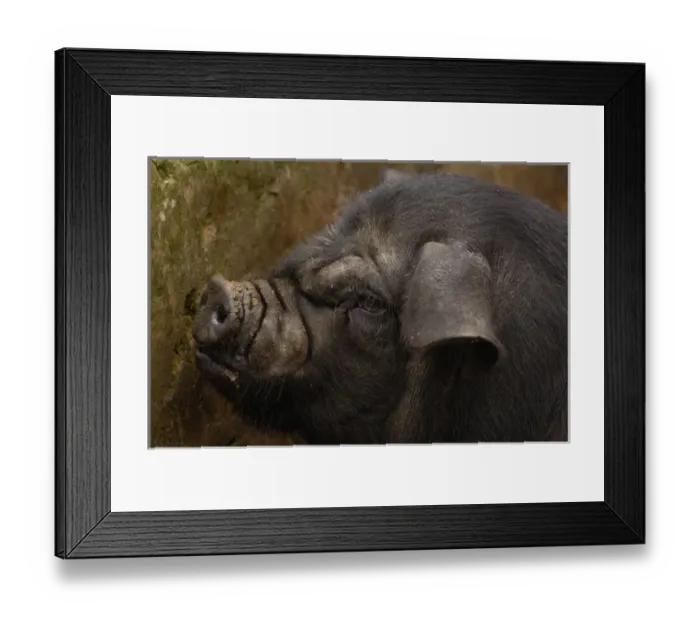 Framed Print : Domestic pig in Hani village. Yuanyang. Yunnan Province. CHINA