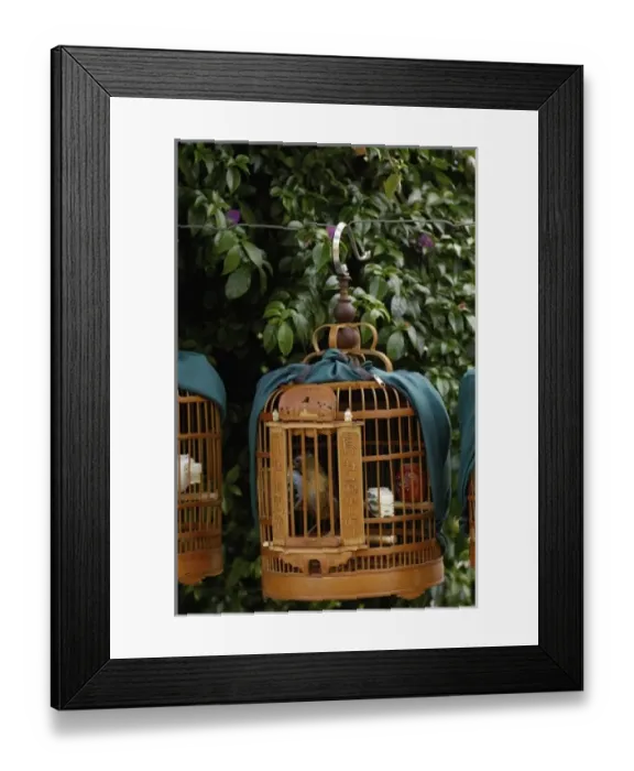 Framed Print : Songbirds used by owners to compete in local competitions demonstrating their prowess as songsters