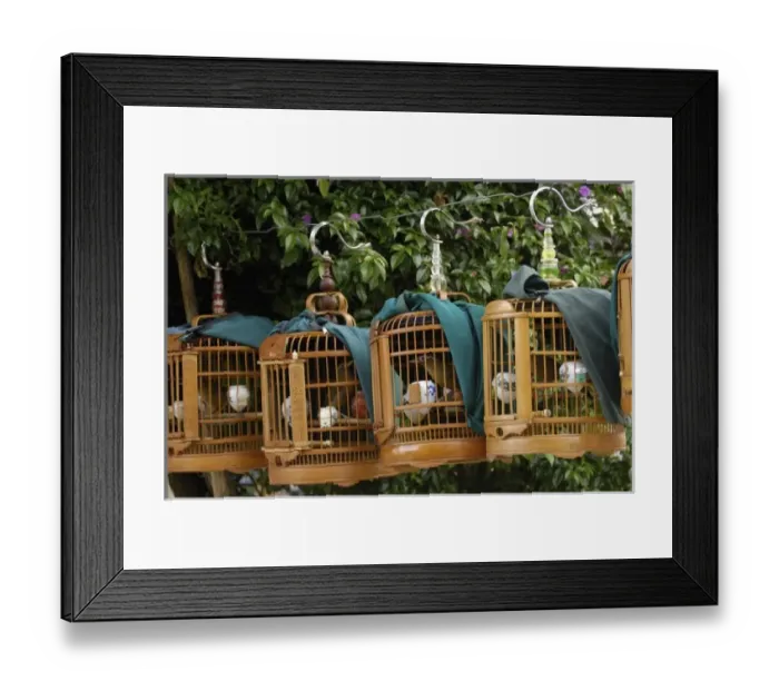Framed Print : Songbirds used by owners to compete in local competitions demonstrating their prowess as songsters Framed Print : Songbirds used by owners to compete in local competitions demonstrating their prowess as songsters