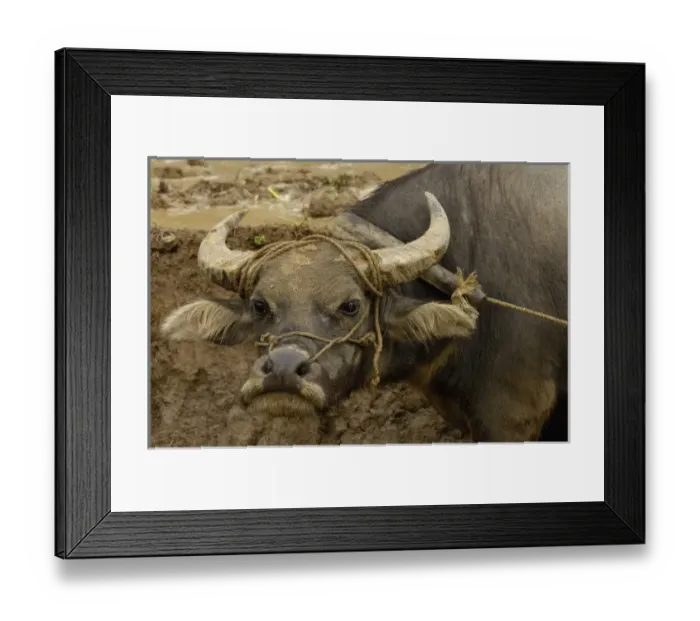 Framed Print : Asia, China