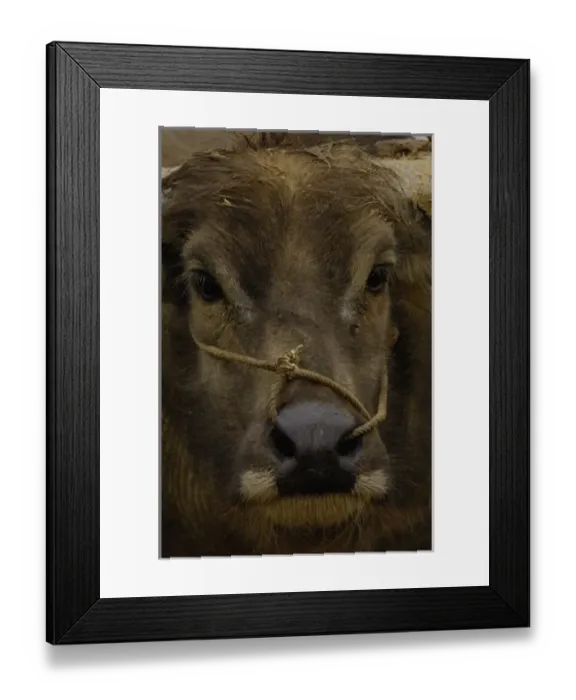 Framed Print : Water buffalo in Hani village. Yuanyang. Yunnan Province. CHINA