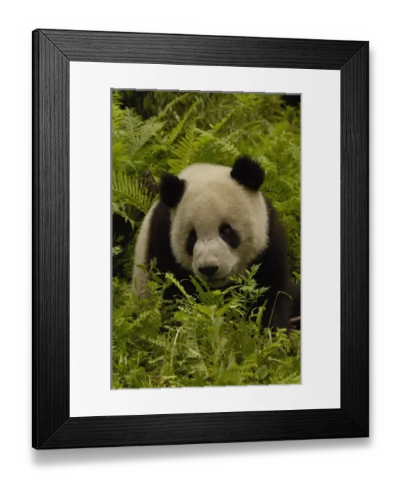 Framed Print : Asia, China
