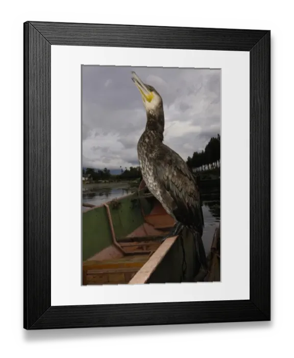 Framed Print : Bormorant on Ethai Lake near Dali, Yunnan Province, China