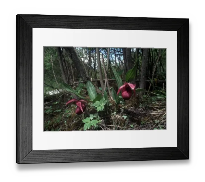 Framed Print : Ladyslipper (Cypripedium) orchids in Chinas Jiuzhaigou National Park